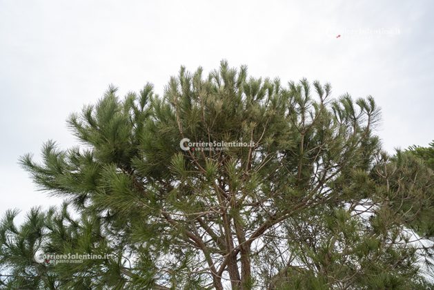 Flora e vegetazione del Salento: Il Pino domestico - Corriere Salentino