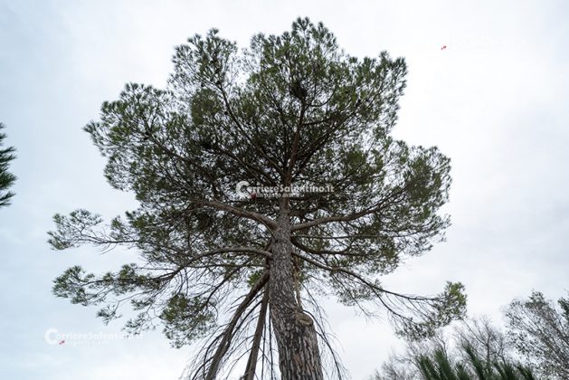 Flora e vegetazione del Salento: Il Pino domestico - Corriere Salentino