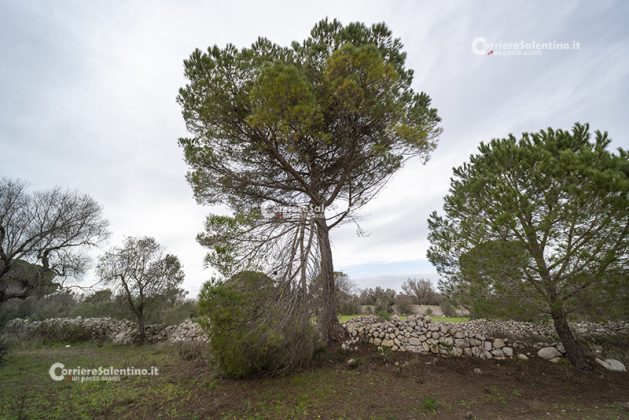 Flora e vegetazione del Salento: Il Pino domestico - Corriere Salentino