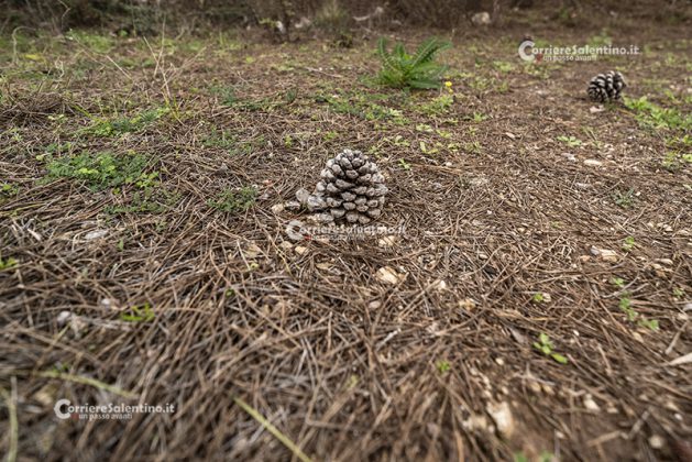 Flora e vegetazione del Salento: Il Pino domestico - Corriere Salentino