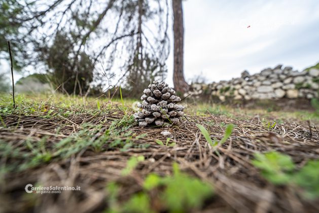 Flora e vegetazione del Salento: Il Pino domestico - Corriere Salentino