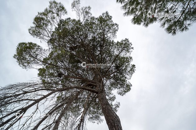 Flora e vegetazione del Salento: Il Pino domestico - Corriere Salentino