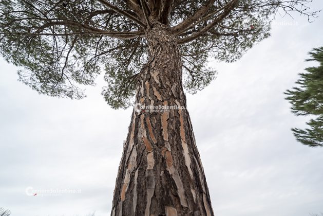 Flora e vegetazione del Salento: Il Pino domestico - Corriere Salentino