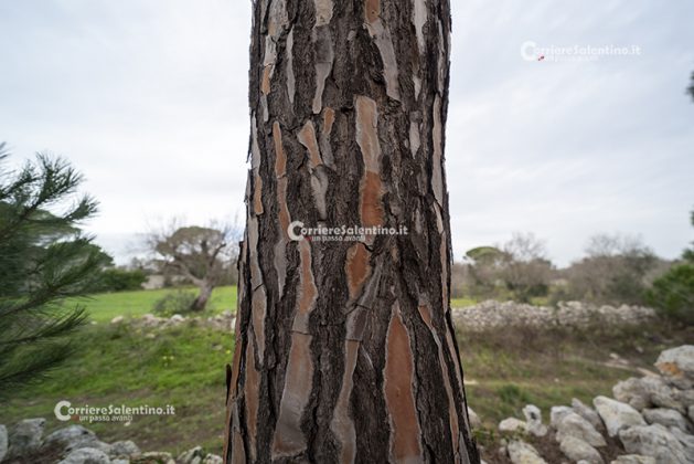 Flora e vegetazione del Salento: Il Pino domestico - Corriere Salentino