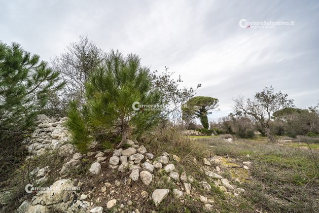 Flora e vegetazione del Salento: Il Pino domestico - Corriere Salentino