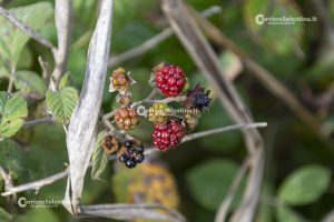 Flora e vegetazione del Salento: il Rovo - Corriere Salentino