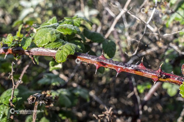Flora e vegetazione del Salento: il Rovo - Corriere Salentino