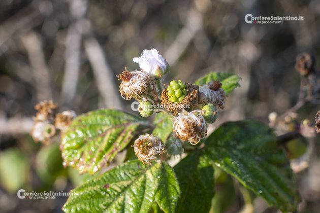 Flora e vegetazione del Salento: il Rovo - Corriere Salentino