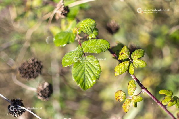 Flora e vegetazione del Salento: il Rovo - Corriere Salentino