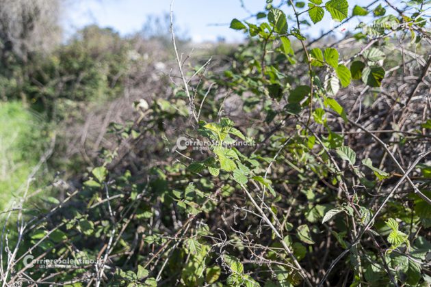 Flora e vegetazione del Salento: il Rovo - Corriere Salentino