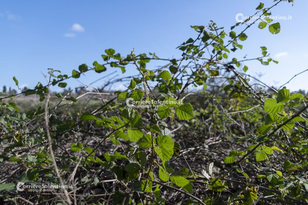 Flora e vegetazione del Salento: il Rovo - Corriere Salentino