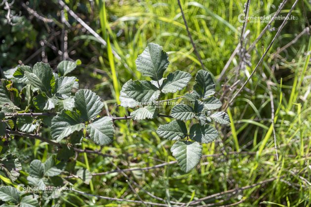 Flora e vegetazione del Salento: il Rovo - Corriere Salentino