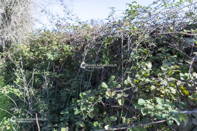 Flora e vegetazione del Salento: il Rovo - Corriere Salentino