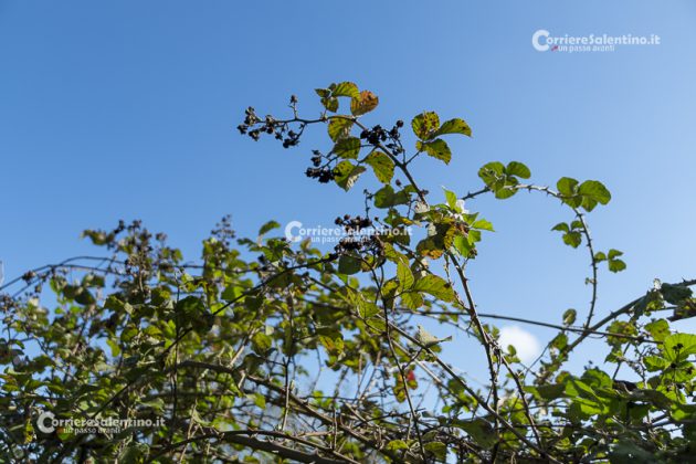 Flora e vegetazione del Salento: il Rovo - Corriere Salentino