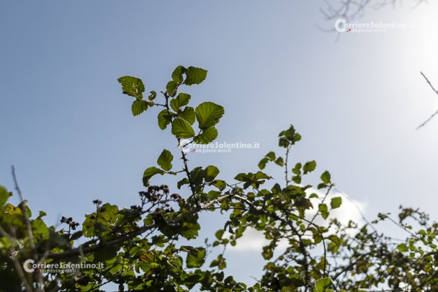 Flora e vegetazione del Salento: il Rovo - Corriere Salentino