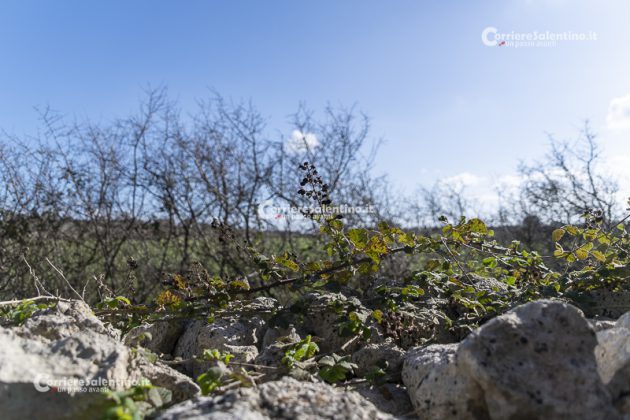 Flora e vegetazione del Salento: il Rovo - Corriere Salentino
