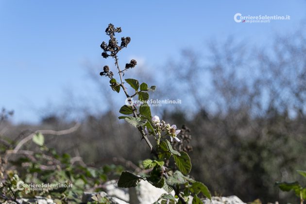 Flora e vegetazione del Salento: il Rovo - Corriere Salentino