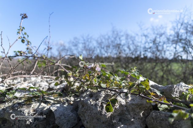 Flora e vegetazione del Salento: il Rovo - Corriere Salentino