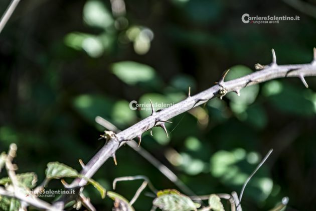 Flora e vegetazione del Salento: il Rovo - Corriere Salentino