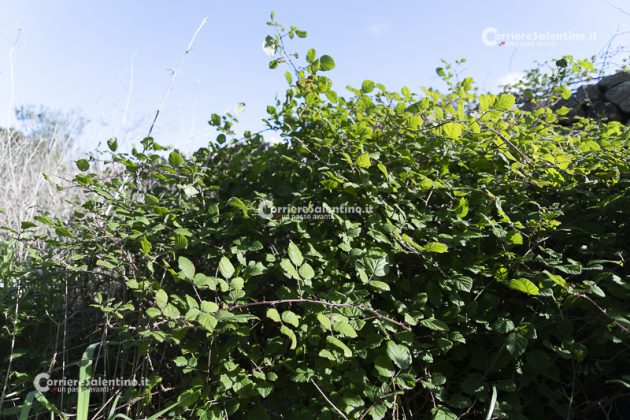 Flora e vegetazione del Salento: il Rovo - Corriere Salentino