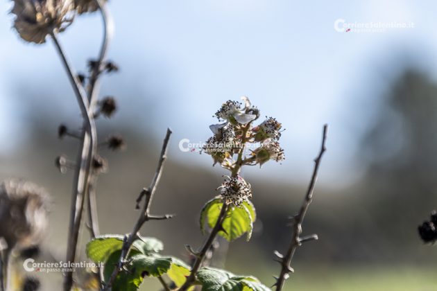 Flora e vegetazione del Salento: il Rovo - Corriere Salentino