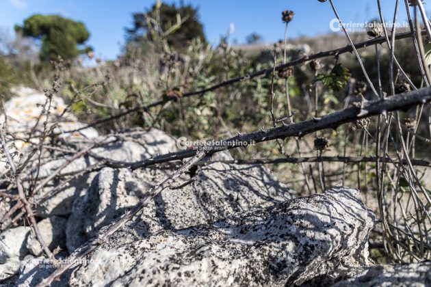 Flora e vegetazione del Salento: il Rovo - Corriere Salentino