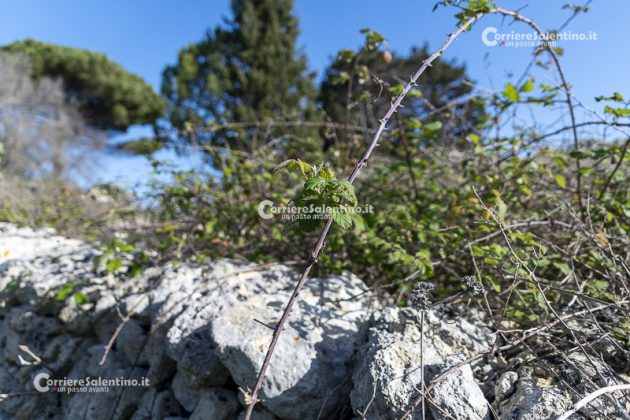 Flora e vegetazione del Salento: il Rovo - Corriere Salentino