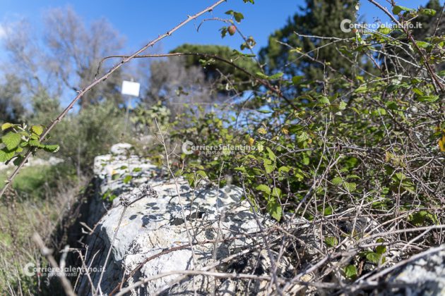 Flora e vegetazione del Salento: il Rovo - Corriere Salentino
