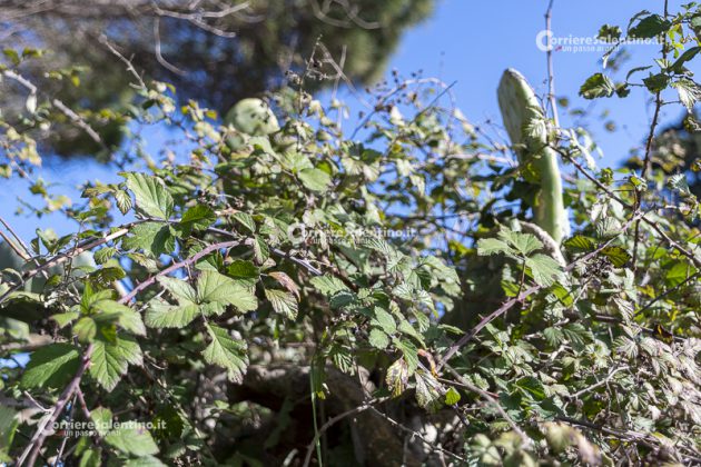 Flora e vegetazione del Salento: il Rovo - Corriere Salentino