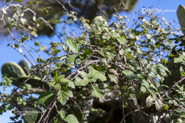 Flora e vegetazione del Salento: il Rovo - Corriere Salentino