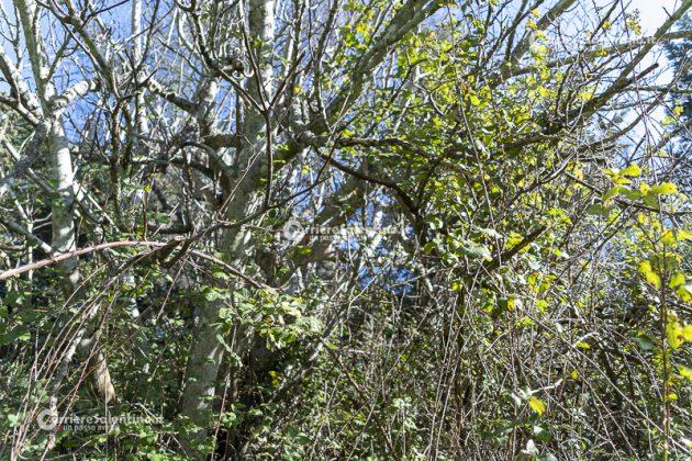 Flora e vegetazione del Salento: il Rovo - Corriere Salentino