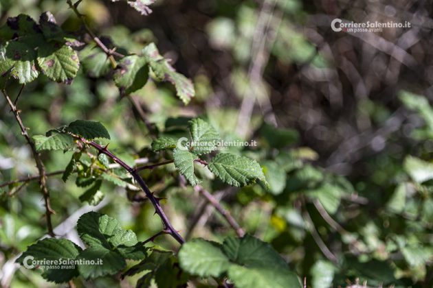 Flora e vegetazione del Salento: il Rovo - Corriere Salentino