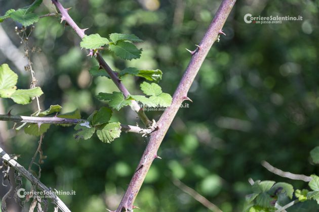 Flora e vegetazione del Salento: il Rovo - Corriere Salentino
