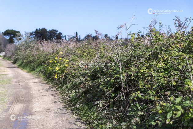 Flora e vegetazione del Salento: il Rovo - Corriere Salentino