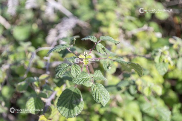 Flora e vegetazione del Salento: il Rovo - Corriere Salentino