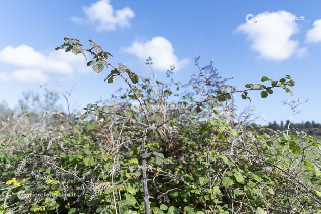 Flora e vegetazione del Salento: il Rovo - Corriere Salentino