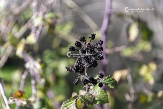 Flora e vegetazione del Salento: il Rovo - Corriere Salentino