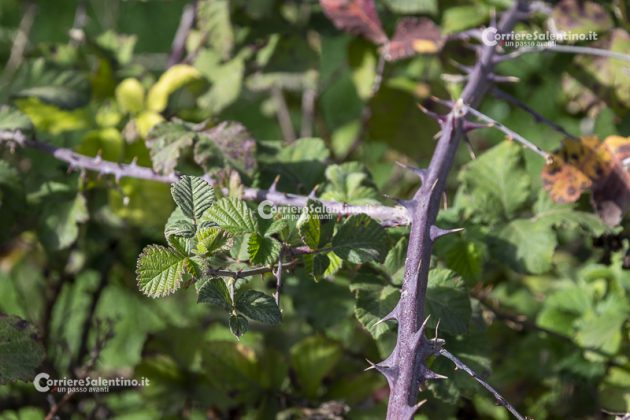 Flora e vegetazione del Salento: il Rovo - Corriere Salentino