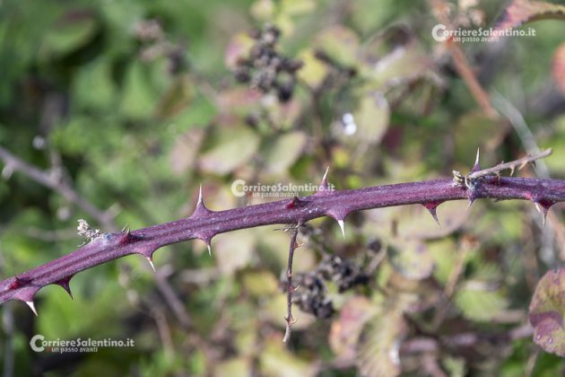 Flora e vegetazione del Salento: il Rovo - Corriere Salentino