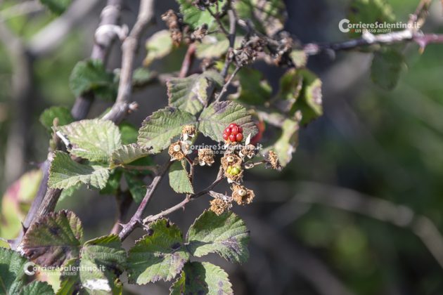 Flora e vegetazione del Salento: il Rovo - Corriere Salentino