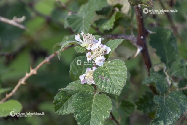 Flora e vegetazione del Salento: il Rovo - Corriere Salentino