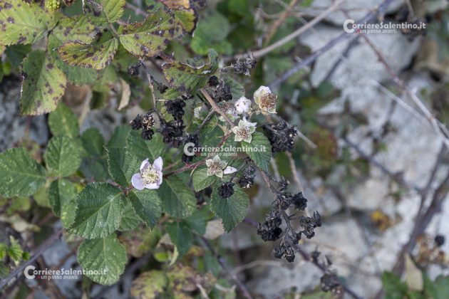 Flora e vegetazione del Salento: il Rovo - Corriere Salentino