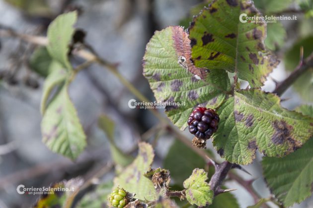 Flora e vegetazione del Salento: il Rovo - Corriere Salentino
