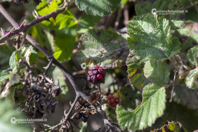 Flora e vegetazione del Salento: il Rovo - Corriere Salentino