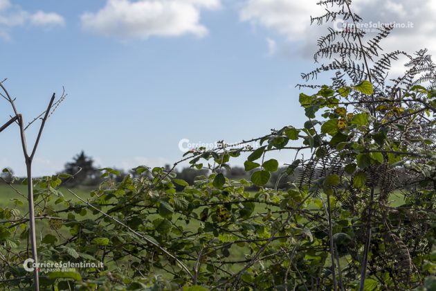Flora e vegetazione del Salento: il Rovo - Corriere Salentino