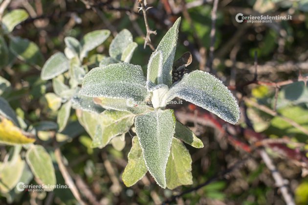 Flora e vegetazione del Salento: Il Salvione giallo - Corriere Salentino