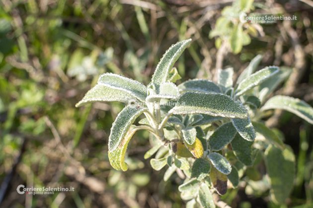 Flora e vegetazione del Salento: Il Salvione giallo - Corriere Salentino