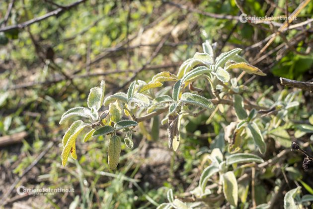 Flora e vegetazione del Salento: Il Salvione giallo - Corriere Salentino