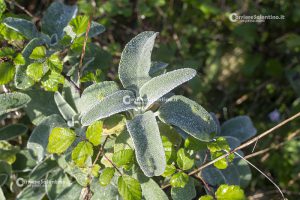 Flora e vegetazione del Salento: Il Salvione giallo - Corriere Salentino