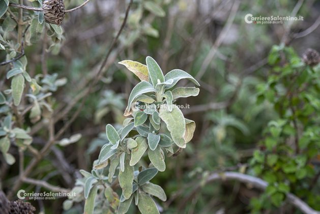 Flora e vegetazione del Salento: Il Salvione giallo - Corriere Salentino